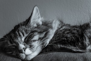 リラックスしている猫
